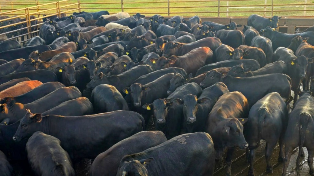 Novilhada Angus surpreende por ganhar 1 arroba por mês - 17,5 arrobas aos 17 meses